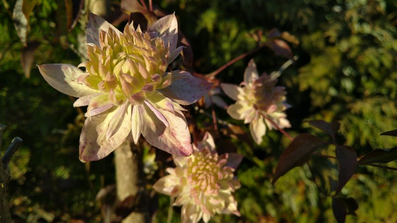 Clematis 'Taiga'